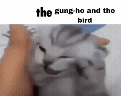 A Cat Is Being Held By A Person In A Meme . GIF