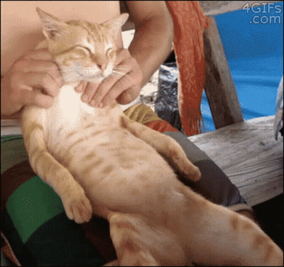 A Cat Is Being Held By A Person With A 4Gifs.com Watermark In The Corner GIF