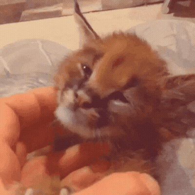 A Cat Is Being Held In Someone 'S Hands And Looking At The Camera GIF