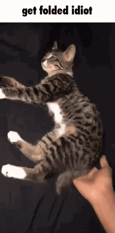 A Cat Is Being Held Up By A Person With The Caption " Get Folded Idiot " GIF