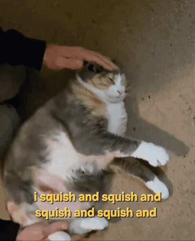 A Cat Is Being Petted With The Words I Squish And Squish And Squish And Squish And GIF