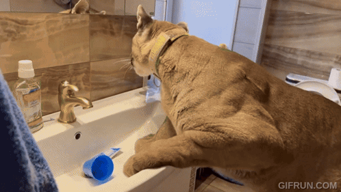 A Cat Is Brushing Its Teeth In A Bathroom Sink With A Bottle Of Toothpaste On It GIF