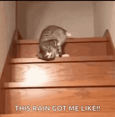 A Cat Is Climbing Up A Set Of Wooden Stairs . GIF