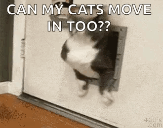 A Cat Is Coming Out Of A Cat Door And Says `` Can My Cats Move In Too ? '' GIF