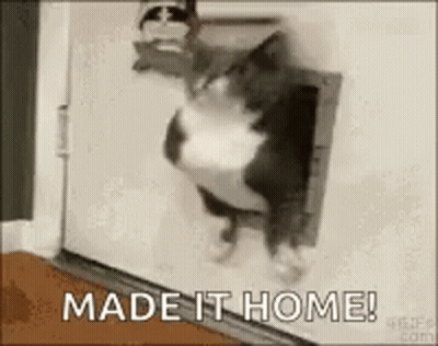 A Cat Is Coming Out Of A Cat Door And Says `` Made It Home ! '' GIF