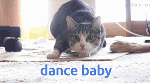 A Cat Is Crawling On A Rug With The Words Dance Baby Written Below It GIF