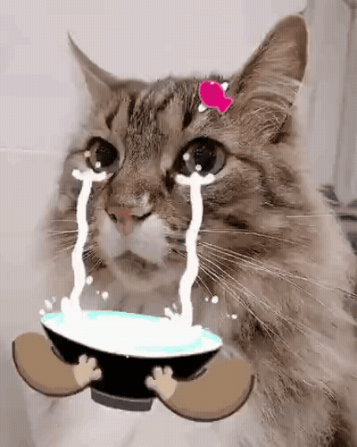 A Cat Is Crying While Holding A Bowl Of Water . GIF