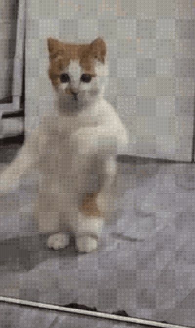 A Cat Is Dancing In Front Of A Mirror And Looking At Itself . GIF
