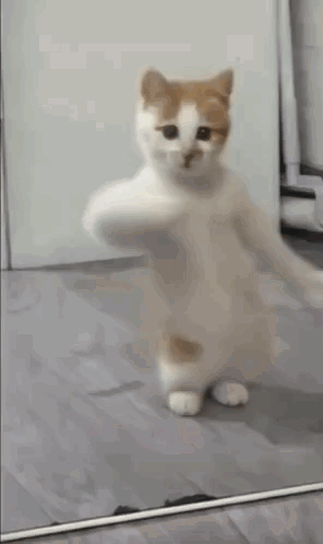 A Cat Is Dancing In Front Of A Mirror On The Floor . GIF