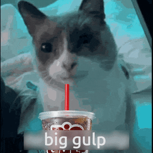 A Cat Is Drinking From A Cup With A Red Straw And The Words Big Gulp Behind It GIF