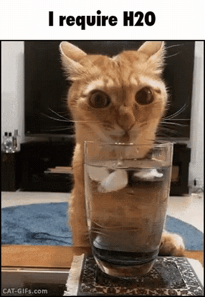 A Cat Is Drinking From A Glass Of Water On A Table . GIF