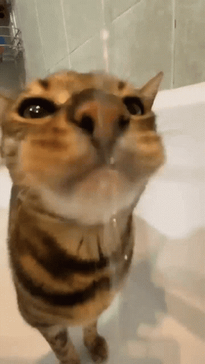 A Cat Is Drinking Water From A Bathtub And Looking At The Camera . GIF