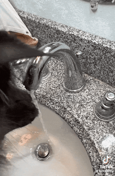 a cat is drinking water from a faucet in a bathroom