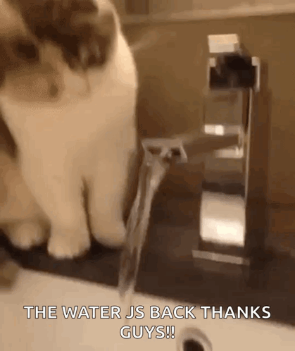 A Cat Is Drinking Water From A Faucet With The Words " The Water Js Back Thanks Guys " Written Below It GIF
