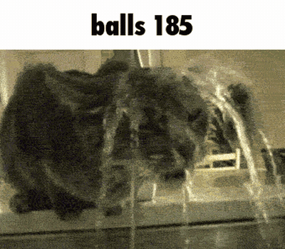 A Cat Is Drinking Water From A Fountain And The Text Balls 185 Is Above It GIF
