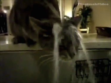 A Cat Is Drinking Water From A Kitchen Sink And The Words Tv Animal Video Are On The Bottom Of The Screen GIF