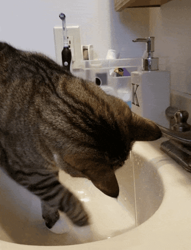 A Cat Is Drinking Water From A Sink With A Soap Dispenser That Says K On It GIF
