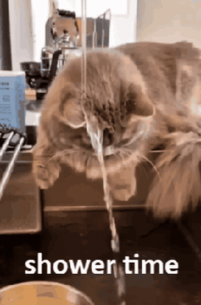 A Cat Is Drinking Water From A Sink With The Words Shower Time Written Below It GIF