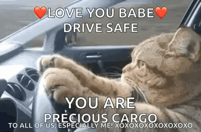 A Cat Is Driving A Car And Saying `` Love You Babe Drive Safe You Are Precious Cargo To All Of Us Especially Me '' GIF