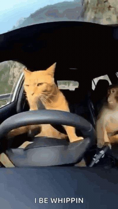 A Cat Is Driving A Car With A Monkey In The Back Seat .. GIF