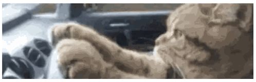 A Cat Is Driving A Car With Its Paw On The Steering Wheel Sticker