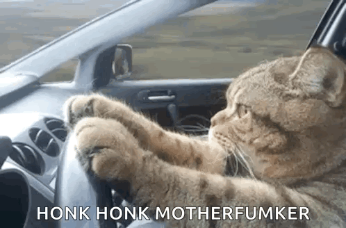 A Cat Is Driving A Car With Its Paws On The Steering Wheel And Says Honk Honk Motherfumker . GIF