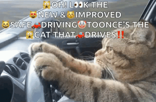 A Cat Is Driving A Car With The Caption Oh Look The New & Improved Safe Driving Toonce 'S The Cat That Drives ! GIF