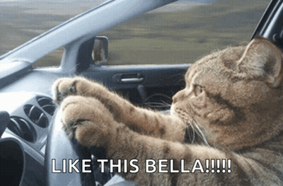 A Cat Is Driving A Car With The Words Like This Bella !!! Below It GIF