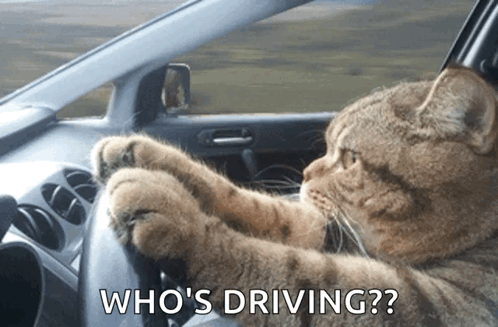 A Cat Is Driving A Car With The Words " Who 'S Driving " Below It GIF