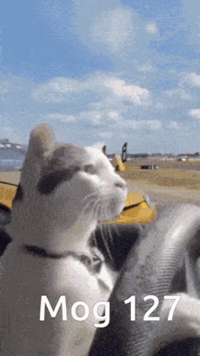 A Cat Is Driving A Yellow Car With The Words Mog 127 On The Steering Wheel GIF