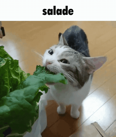 A Cat Is Eating A Leaf Of Lettuce Under The Word Salade GIF