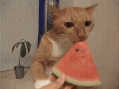 A Cat Is Eating A Slice Of Watermelon From Someone 'S Hand . GIF
