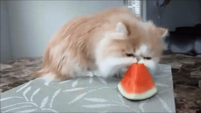 A Cat Is Eating A Slice Of Watermelon GIF