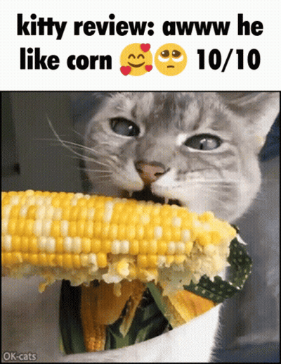 A Cat Is Eating Corn On The Cob And The Caption Says Kitty Review : Awww He Like Corn GIF