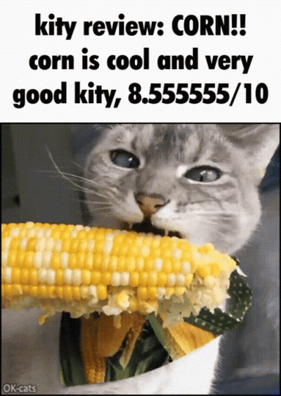 A Cat Is Eating Corn On The Cob With A Caption That Says " Kity Review : Corn " GIF