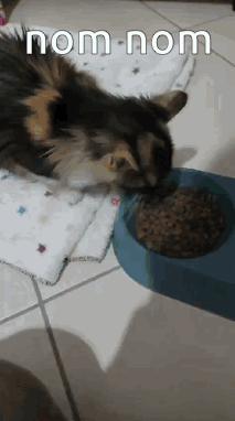 A Cat Is Eating Food From A Blue Bowl On The Floor GIF