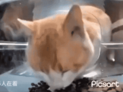 A Cat Is Eating Food From A Bowl In A Container . GIF