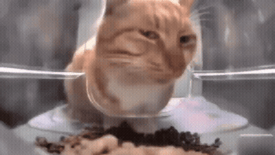 A Cat Is Eating Food From A Bowl In A Container . GIF