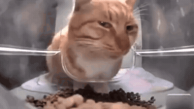 A Cat Is Eating Food From A Bowl In A Plastic Container . GIF