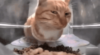 A Cat Is Eating Food From A Bowl In A Plastic Container . GIF