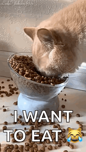 A Cat Is Eating Food From A Bowl With The Words `` I Want To Eat '' On It . GIF
