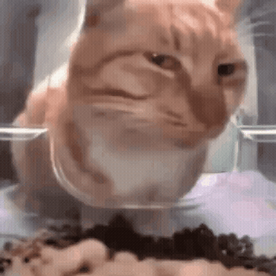 A Cat Is Eating Food From A Clear Bowl . GIF