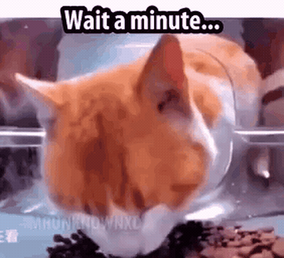A Cat Is Eating Food Out Of A Plastic Container And Waiting For A Minute . GIF