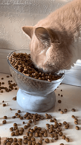 A Cat Is Eating From A Bowl Of Cat Food On A Table .. GIF