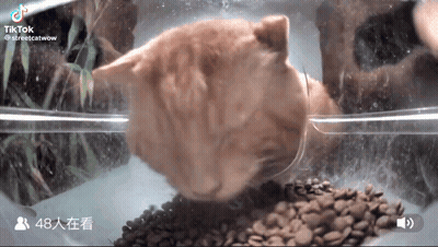 A Cat Is Eating From A Bowl Of Coffee Beans In A Clear Container .. GIF