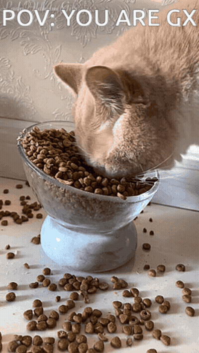 A Cat Is Eating Out Of A Bowl With The Caption " Pov You Are Gx " GIF