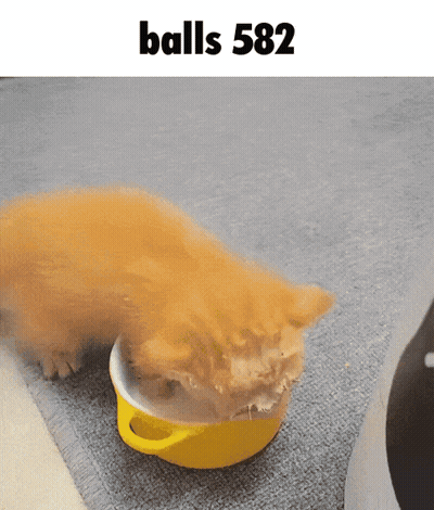 A Cat Is Eating Out Of A Yellow Bowl With The Text Balls 582 Above It GIF