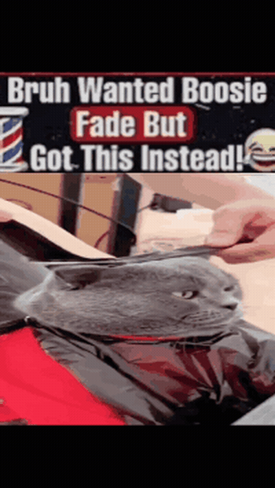 A Cat Is Getting A Haircut With The Caption Bruh Wanted Boosie Fade But Got This Instead GIF