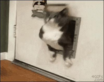 A Cat Is Getting Out Of A Cat Door . GIF