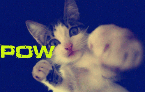 A Cat Is Giving A Fist In The Air With The Word Pow Behind It GIF